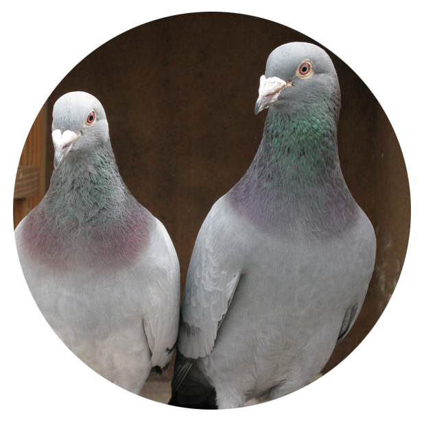 Best Breed Pigeon for Sale