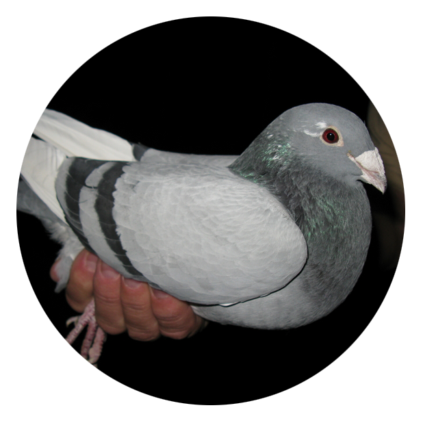 Best Breed Pigeon for Sale